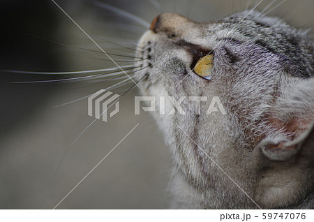 ワル顔猫ちゃん ワル顔猫ちゃん 59747076