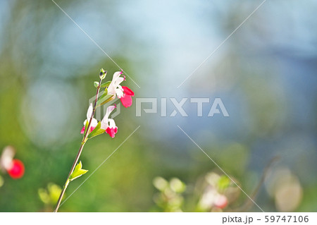 赤と白のチェリーセージの花の写真素材