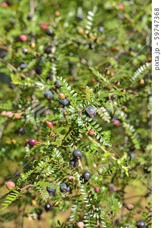 樹木:タチテンノウメ バラ科 樹木:タチテンノウメ バラ科 59747368