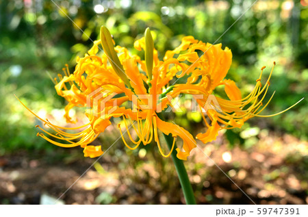 植物 リコリス オーレア ヒガンバナ科の写真素材
