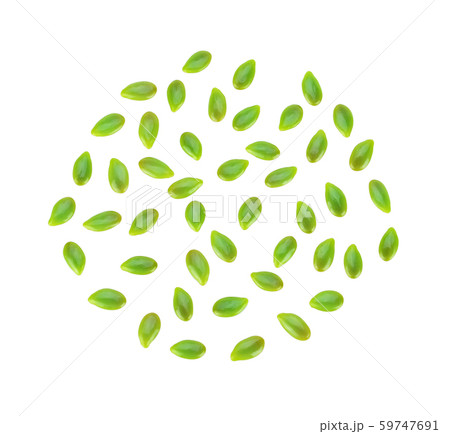 Phatakin seed, Leucaena leucocephala seeds on Phatakin seed, Leucaena leucocephala seeds on 59747691