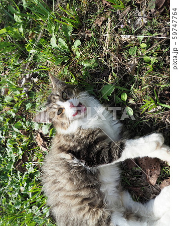 野良猫・キジトラ白 野良猫・キジトラ白 59747764