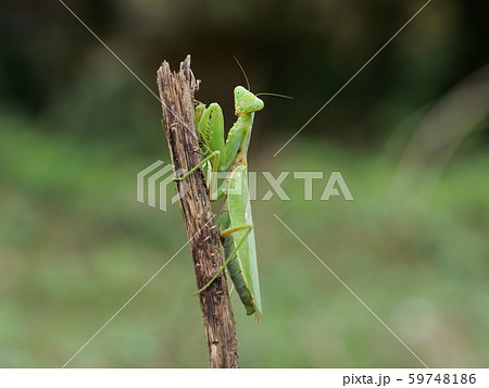 ハラビロカマキリ ハラビロカマキリ 59748186