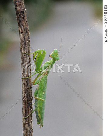 ハラビロカマキリ ハラビロカマキリ 59748188