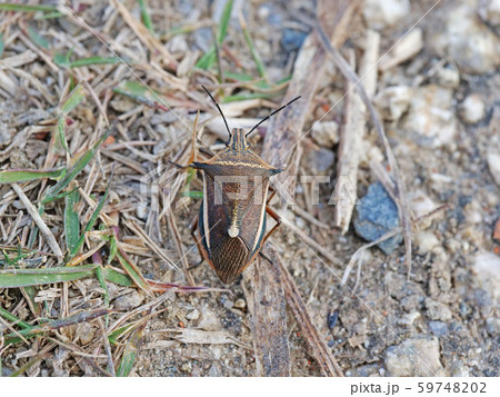 シロヘリクチブトカメムシ 59748202