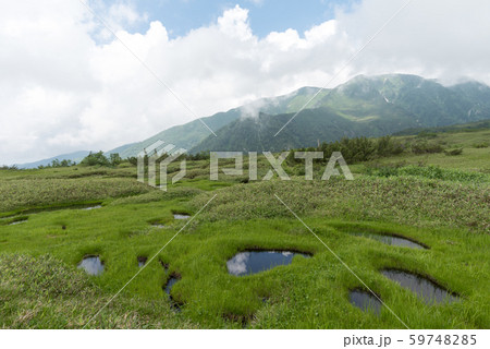 弥陀ヶ原湿原の写真素材