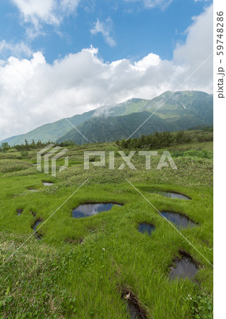弥陀ヶ原湿原 弥陀ヶ原湿原 59748286