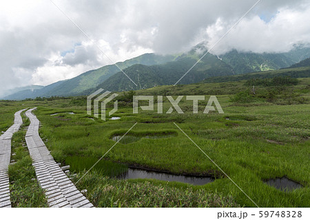弥陀ヶ原湿原 弥陀ヶ原湿原 59748328