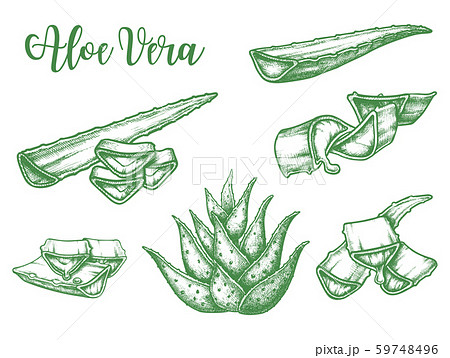 Alor Vera Plant Leaf Drops Vector Sketchのイラスト素材