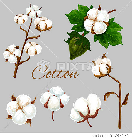 Natural Cotton Flower Plant Buds And Leafのイラスト素材