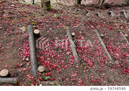 最上山公園(もみじ山) 最上山公園(もみじ山) 59748586