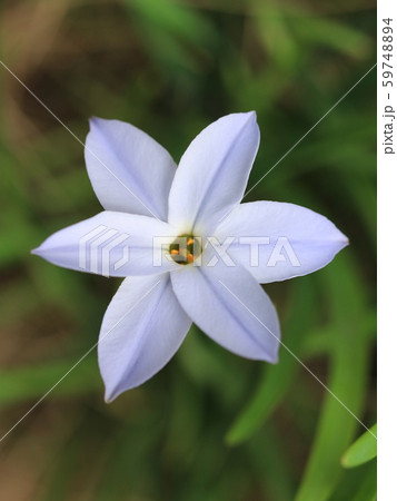 ハナニラの花 ハナニラの花 59748894