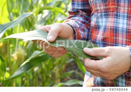 Farmer inspecting leaves of corn stalks at field 59749344