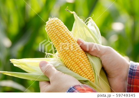 Harvest ready unwrapped corn cobs in farmer's Harvest ready unwrapped corn cobs in farmer's 59749345
