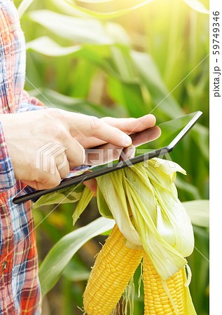 Farmer using tablet computer for inspecting maize 59749346
