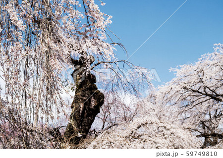 青空に華やかな枝垂れ桜 青空に華やかな枝垂れ桜 59749810