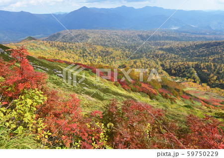 銀泉台の紅葉（北海道・上川町・大雪山系） 59750229