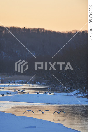 丹頂鶴のねぐら立ち(北海道・鶴居) 丹頂鶴のねぐら立ち(北海道・鶴居) 59750410