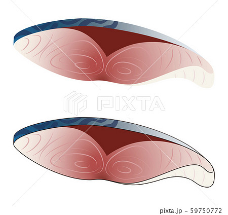 鯖の切り身 ベクター イラストのイラスト素材