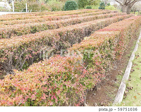 綺麗にお手入れされたドウダンツツジ 59751036