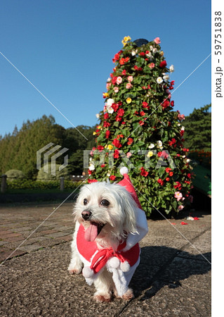 クリスマスツリー わんこサンタ クリスマスツリー わんこサンタ 59751838