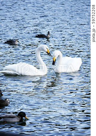 風景自然鳥写真 ペアの白鳥と取り巻きのカモたち 風景自然鳥写真 ペアの白鳥と取り巻きのカモたち 59752208