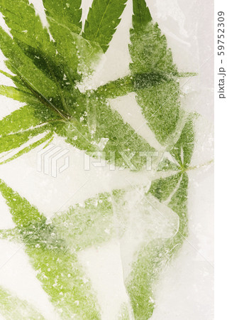 Cannabis leaf frozen in ice with the backlight Cannabis leaf frozen in ice with the backlight 59752309