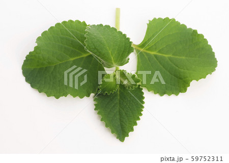 Plectranthus amboinicus or Mexican mint or Tiger`s Plectranthus amboinicus or Mexican mint or Tiger`s 59752311