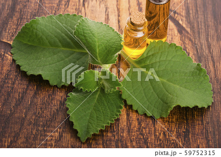 Plectranthus amboinicus with oil. Mexican mint or Plectranthus amboinicus with oil. Mexican mint or 59752315