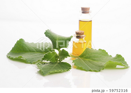 Plectranthus amboinicus with oil. Mexican mint or Plectranthus amboinicus with oil. Mexican mint or 59752316