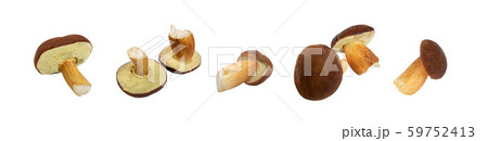 Boletus Badius or Bay Bolete Mushroom Collection Boletus Badius or Bay Bolete Mushroom Collection 59752413