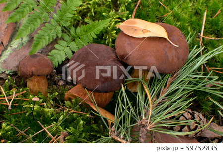 Boletus Badius or Bay Bolete Mushrooms in Wold 59752835