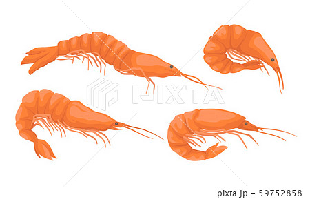 Set Of Fresh Realistic Shrimp Vector のイラスト素材