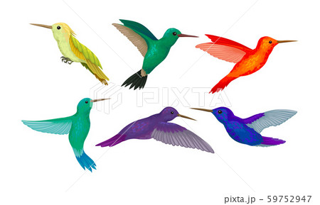 Hummingbird colibri Vector Set. Tropical Birds Collection 59752947