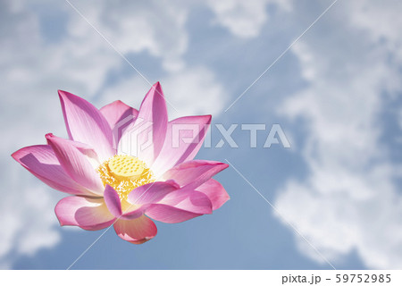lotus flower in the sky 59752985