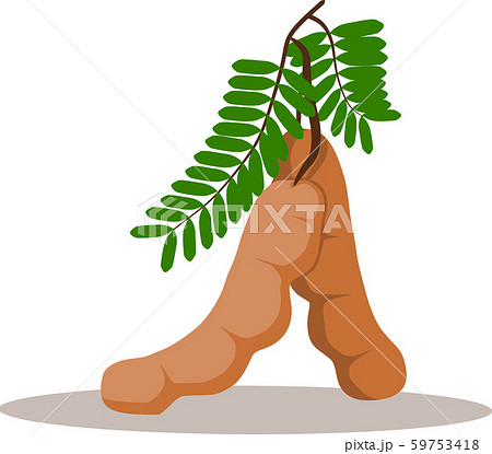 tamarinds fruit with green leaves tamarinds fruit with green leaves 59753418