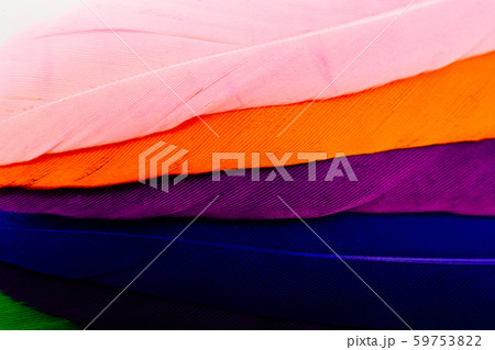 Studio shot macro photo colored bird feathers Studio shot macro photo colored bird feathers 59753822