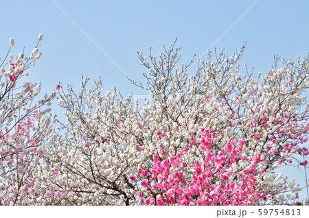 桃と推定される樹木の枝に咲いた白い花とピンク色の花を撮影した写真 桃と推定される樹木の枝に咲いた白い花とピンク色の花を撮影した写真 59754813