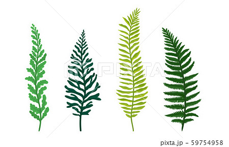 Ferns Set Botanical Detailed Vector のイラスト素材