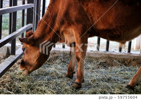 小 動物 脊椎動物 59755604