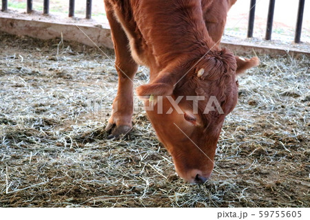 小 動物 脊椎動物 59755605