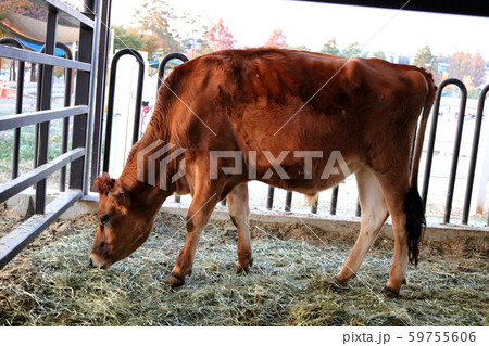 小 動物 脊椎動物 59755606