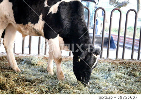 小 動物 脊椎動物 59755607