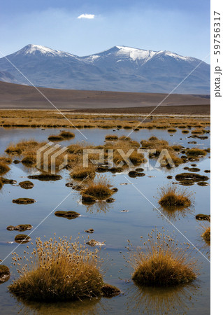 Small lagoon in the Atacama Desert - Chile 59756317