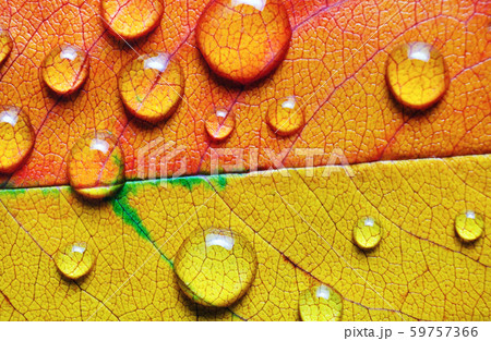 Leaf with water droplets 59757366