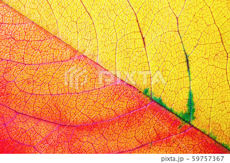 Red and yellow autumn leaf 59757367