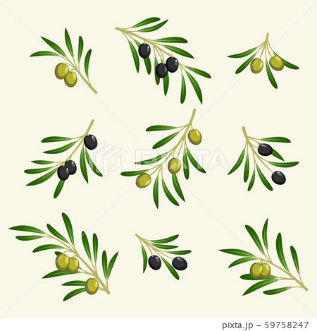 vector collection of olive branch 59758247