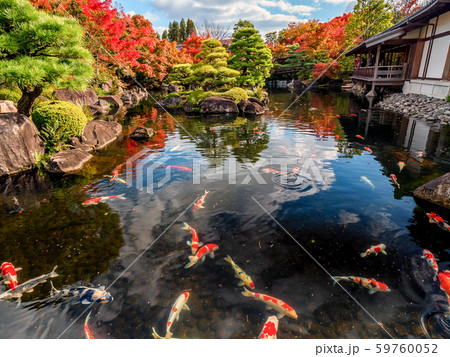 日本の美しい庭 姫路城西御屋敷跡庭園 好古園の紅葉 姫路公園 姫路城にある日本庭園 庭木 盆栽 日本の美しい庭 姫路城西御屋敷跡庭園 好古園の紅葉 姫路公園 姫路城にある日本庭園 庭木 盆栽 59760052