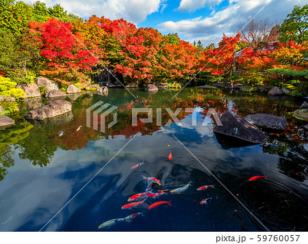 日本の美しい庭　姫路城西御屋敷跡庭園　好古園の紅葉　 姫路公園　姫路城にある日本庭園　庭木　盆栽 59760057