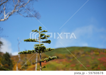 銀泉台の紅葉（北海道・上川町・大雪山系） 59760678